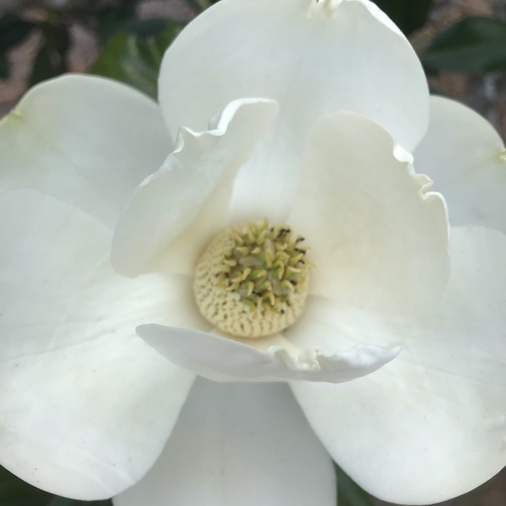 Meet your Posher, Marcia